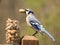 Bluejay eating a peanut