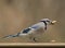 Bluejay eating a peanut