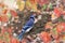 Bluejay and Fall Leaves