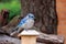 A BlueJay On a Fence Post