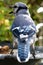 bluejay looks around on the deck