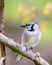 Bluejay in oak in spring