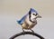 Bluejay with a peanut