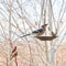 Bluejay Perched On A Bird Feeder