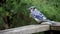 Bluejay perched on the railing of a cottage deck