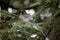 Bluejay perched on a tree branch