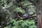 Bluejay perched on a tree branch