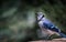 Bluejay sitting on the railing of a cottage deck