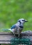 Bluejay standing on a suet cage