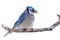 Bluejays Eats a Niblet of Corn