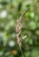Bluejoint - Calamagrostis canadensis