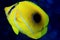 Bluelashed butterflyfish