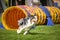 Bluemerle australian shepherd in agility tunel on Ratenice competition.