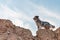 Bluemerle australian shepherd dog on a rock