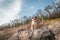 Bluemerle australian shepherd dog sitting on a edge of a rock