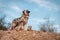 Bluemerle australian shepherd dog standing on a rock