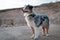 Bluemerle australian shepherd dog standing on a rocky ground