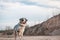 Bluemerle australian shepherd dog walking on a rocky ground