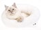 Bluepoint tabby Ragdoll in white fur bed
