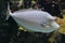 Bluespine unicornfish