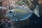 Bluespine unicornfish (Naso unicornis).