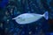 Bluespine unicornfish Naso unicornis or short-nose unicornfish