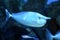 Bluespine unicornfish Naso unicornis, or the short-nose unicornfish