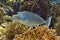 Bluespine unicornfish swimming over fire coral