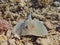 Bluespotted ribbontail stingray (Taeniura lymma) near coral reef