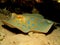 Bluespotted stingray