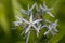 Bluestar flower, Amsonia ciliata