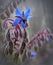 Bluestar Flower (Borage Flower)