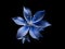 Bluestar flower in studio background, single bluestar flower, Beautiful flower photo