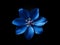 Bluestar flower in studio background, single bluestar flower, Beautiful flower photo