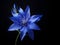 Bluestar flower in studio background, single bluestar flower, Beautiful flower photo