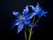 Bluestar flower in studio background, single bluestar flower, Beautiful flower photo