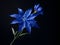 Bluestar flower in studio background, single bluestar flower, Beautiful flower photo