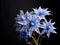 Bluestar flower in studio background, single bluestar flower, Beautiful flower photo