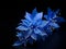 Bluestar flower in studio background, single bluestar flower, Beautiful flower photo