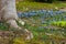 Bluestar flowers on a meadow