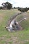 Bluestone canal at Malmsbury reservoir site in Australia