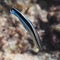 Bluestreak cleaner wrasse fish in water of tropical sea near the