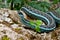 Bluestripe Garter Snake