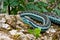 Bluestripe Garter Snake