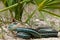 Bluestripe Garter Snake