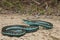 Bluestripe Garter Snake Thamnophis sirtalis similis
