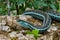 Bluestripe Garter Snake Thamnophis sirtalis similis