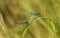 Bluet damselflies mating on grass leaf