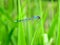 Bluet Damselfly