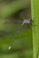 Bluet damselfly on cattail leaf